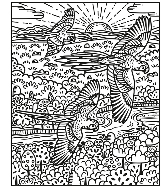 Birds Magic Painting Book : Usborne
